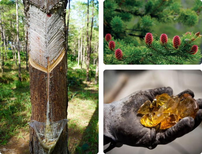 Introduction of turpentine